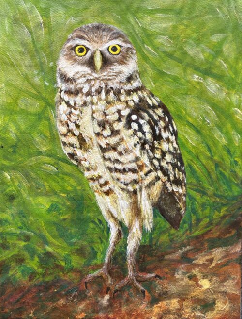 Saw Whet Owl